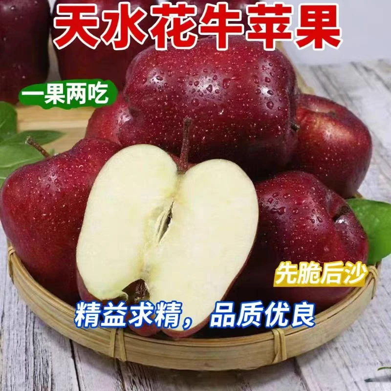 【精品树熟果】正宗天水花牛苹果脆甜多汁粉面沙甜一果两吃新鲜包邮