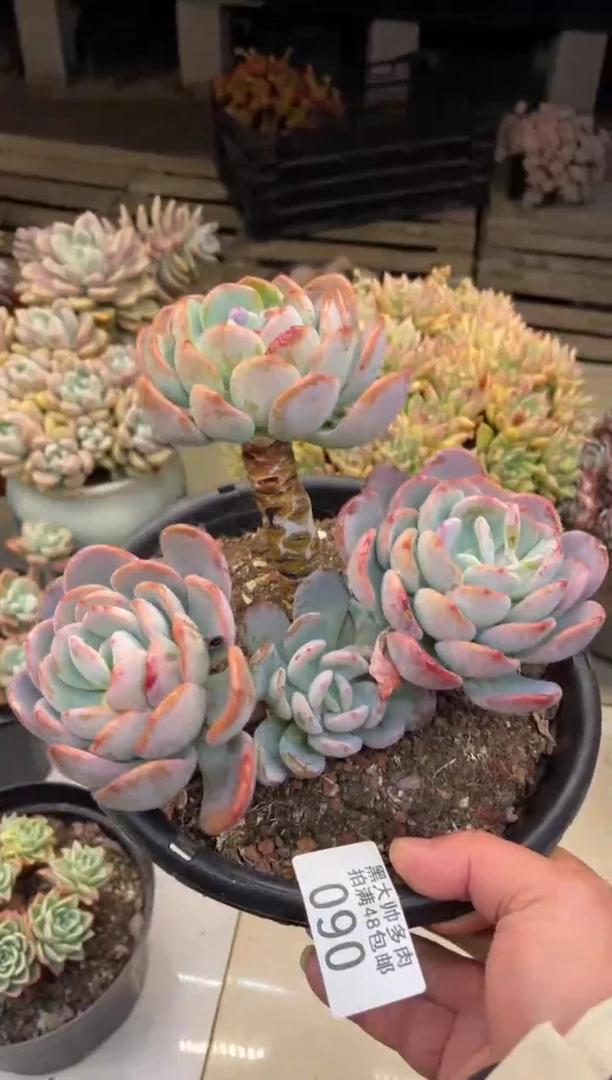 【闪购商品】90香橙