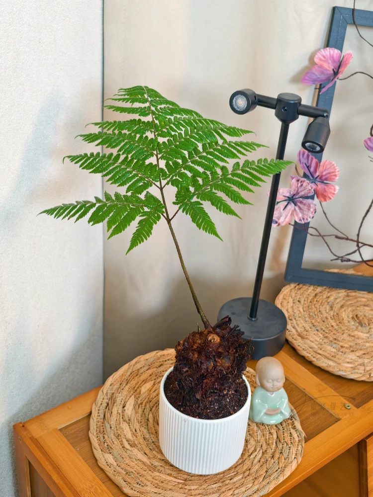 红磷蕨蕨类盆栽苔藓球水培植物一叶蕨室内耐阴新中式禅意盆景绿植