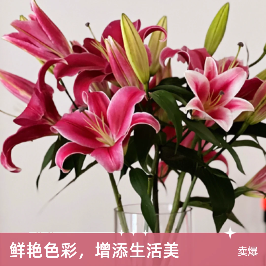 普拉芬多双头红色香水百合