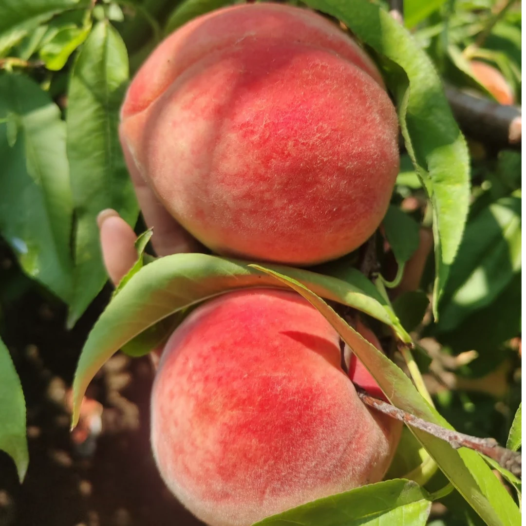 金秋蜜桃 580g±50g山东省