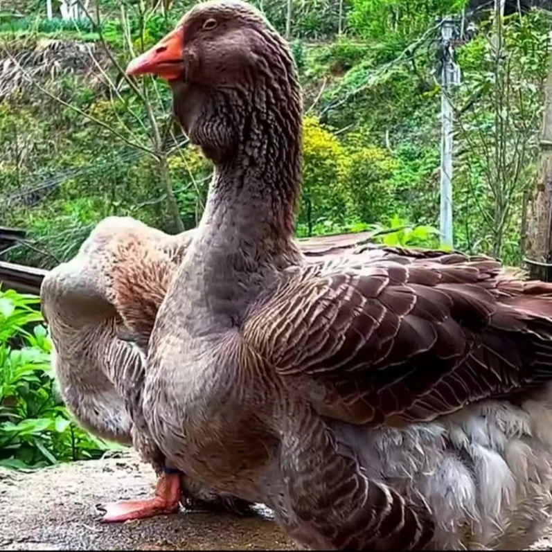 宠物图卢兹饿 坦克饿仔 体型大  产蛋多 可长40斤以上宠物