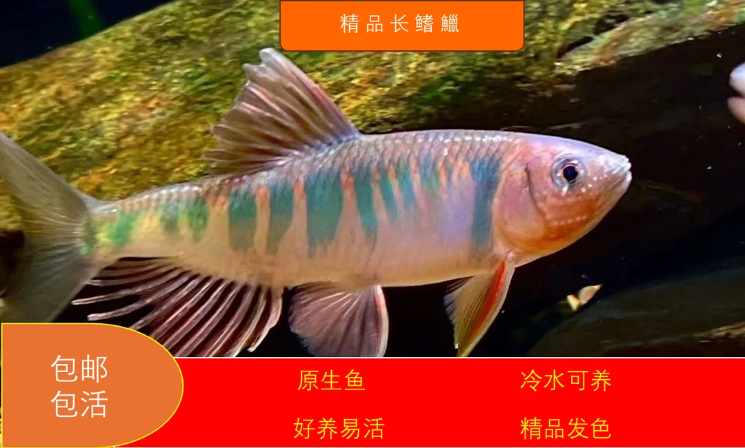 短体长鳍鱲冷水鱼耐活好养适合群游的观赏原生鱼