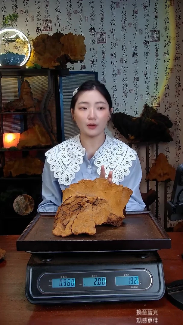 松针层孔菌中国大陆野生【藏区】松树桑黄（1.91斤）50-60年份