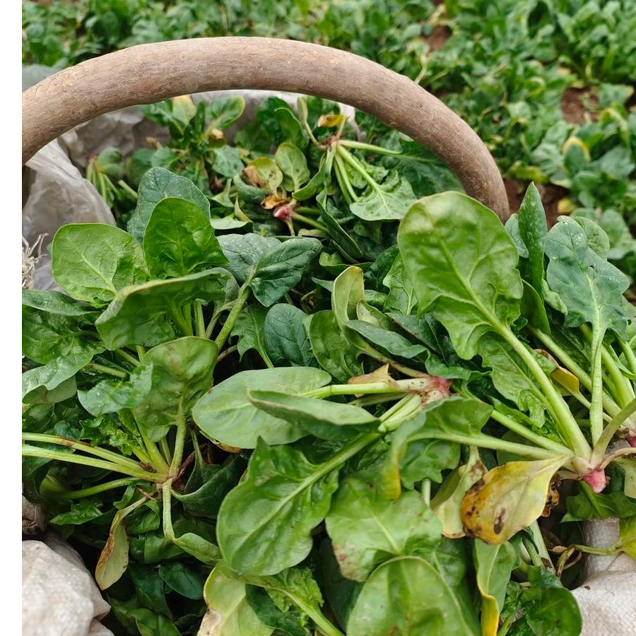 农家土菠菜包邮2斤