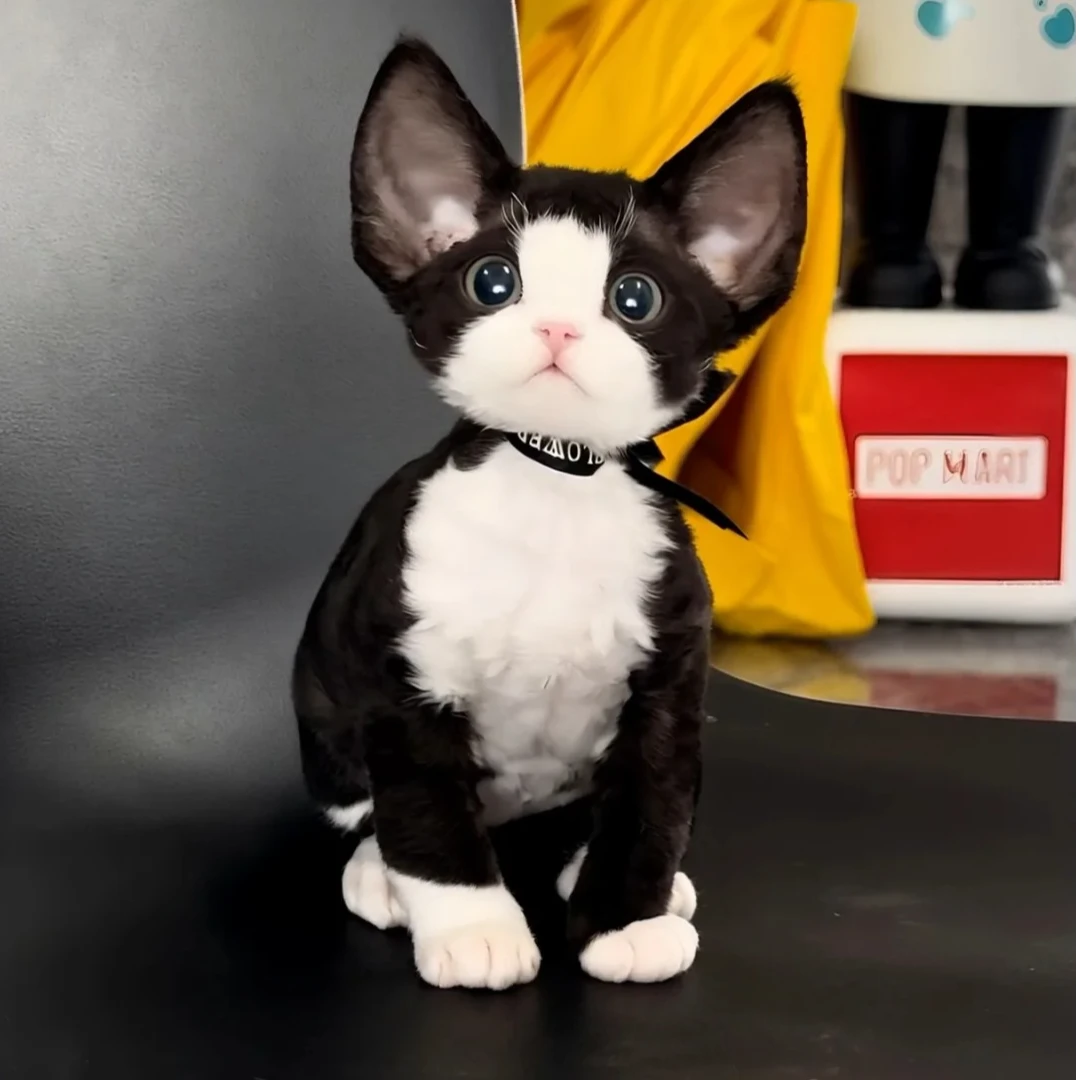 【星卷森林德文卷毛猫】对应价格专拍 甜美活体幼猫小猫咪