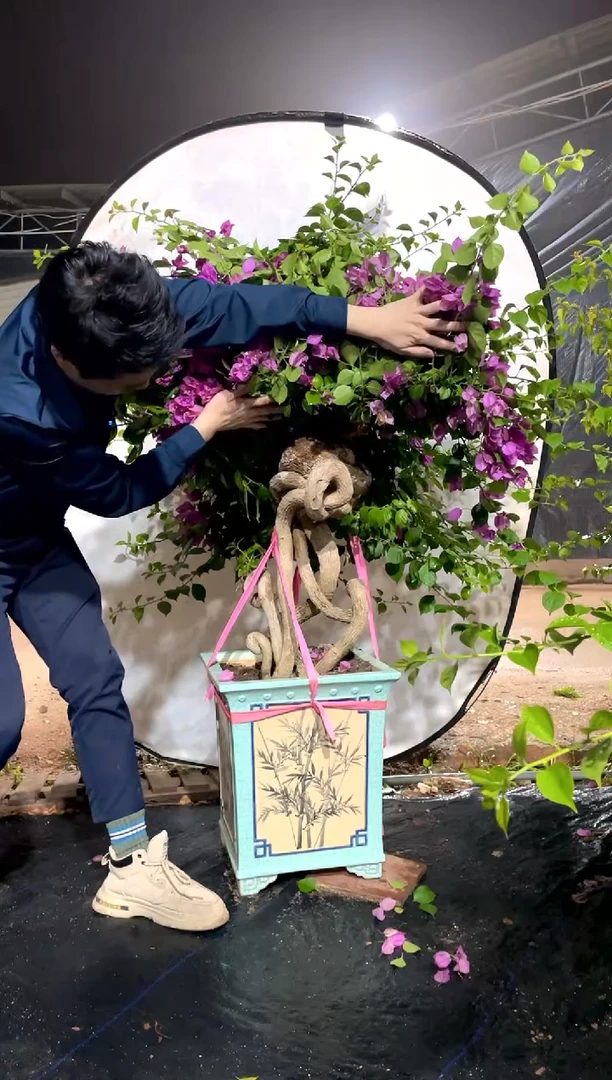 小叶紫三角梅一物一拍