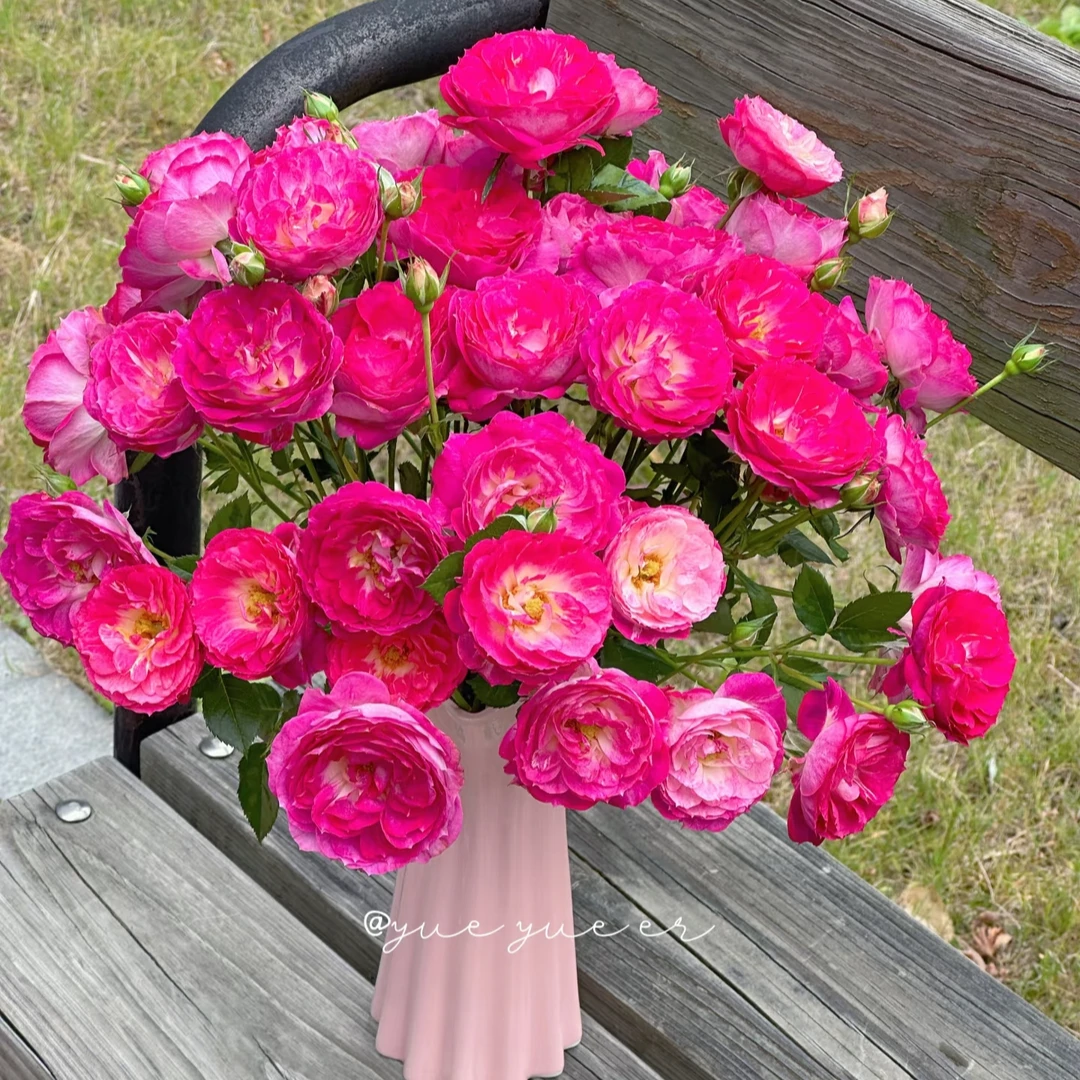 【搪瓷草莓】玫瑰鲜花/花束 云南鲜花基地直发