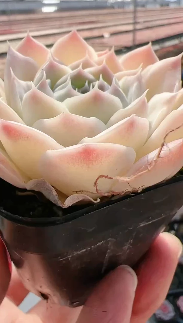 【闪购商品】新-42