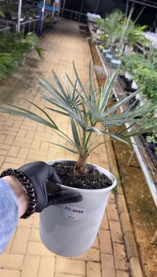 龙*草银叶欧洲棕FC-6659