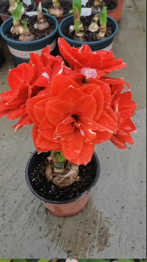 朱顶红樱桃妮芙6厘米