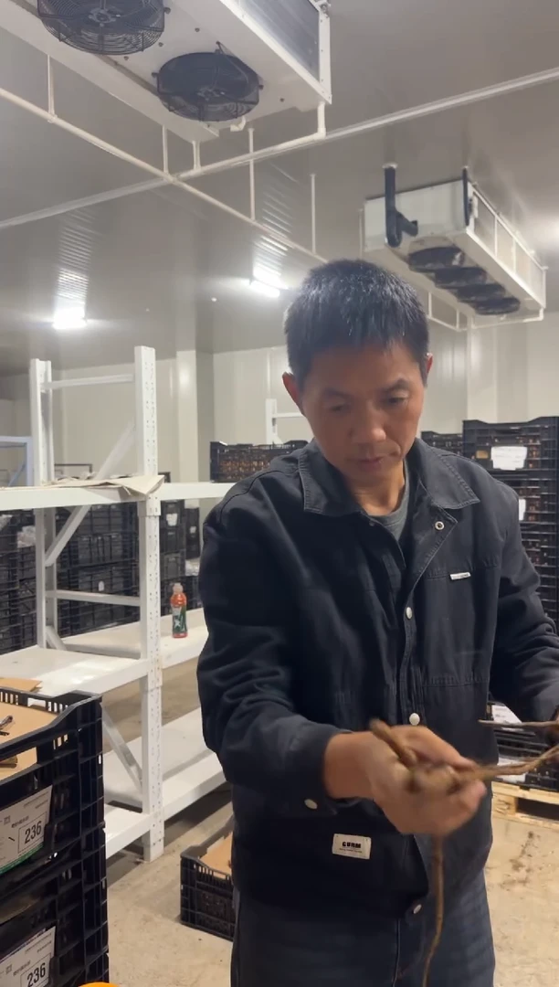 金**蛙金岭石蛙  38  典雅香槟