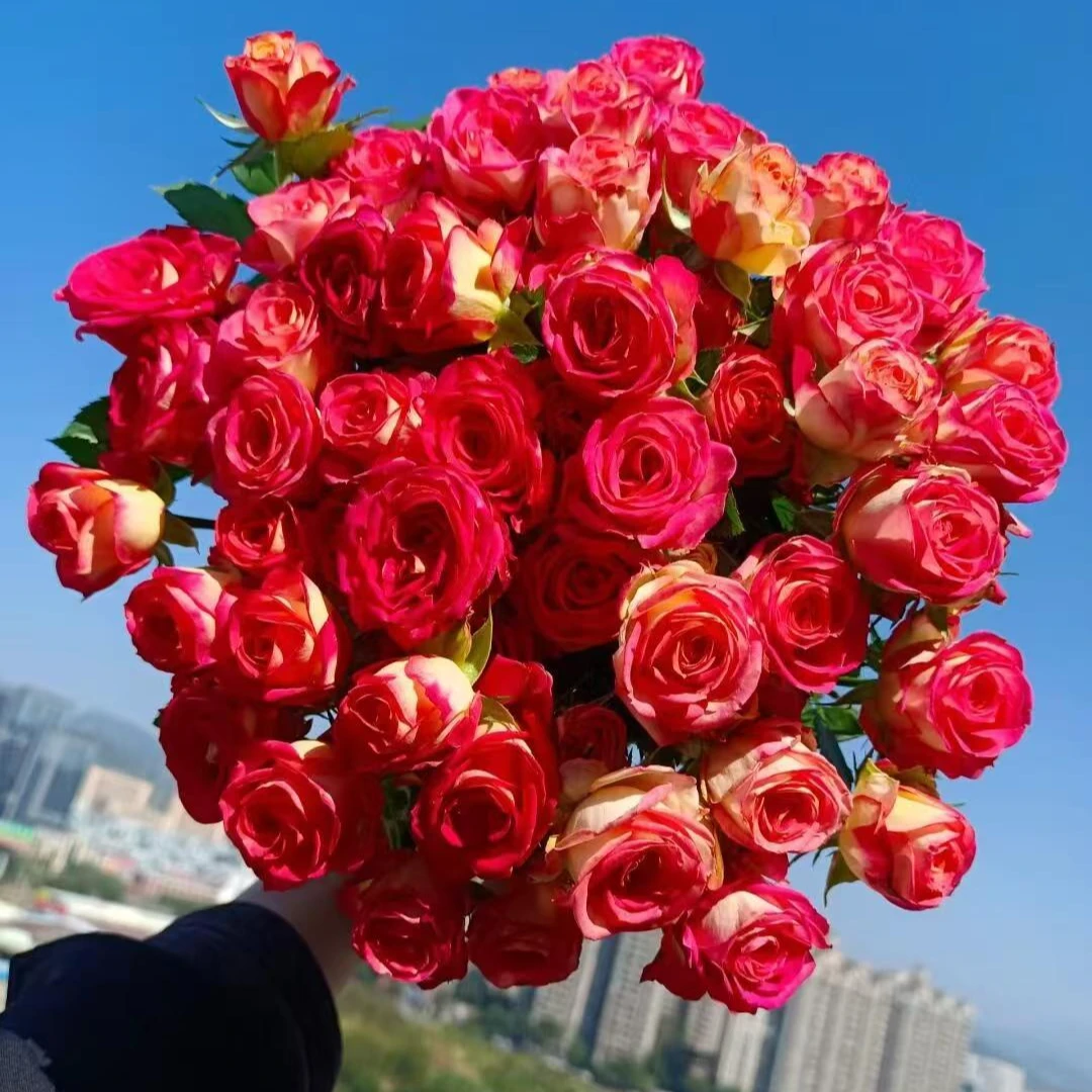 欣然专属『爱丽丝5支』家居养花鲜花批发直播 全场两单顺丰包邮次日达 养护教程联系客服