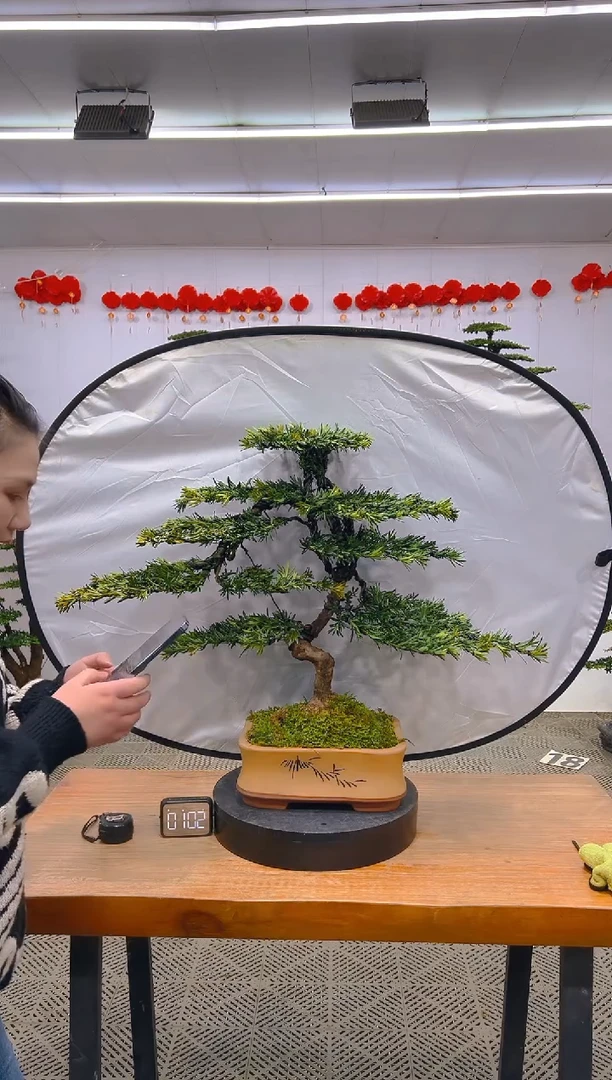 【闪购商品】盆景1