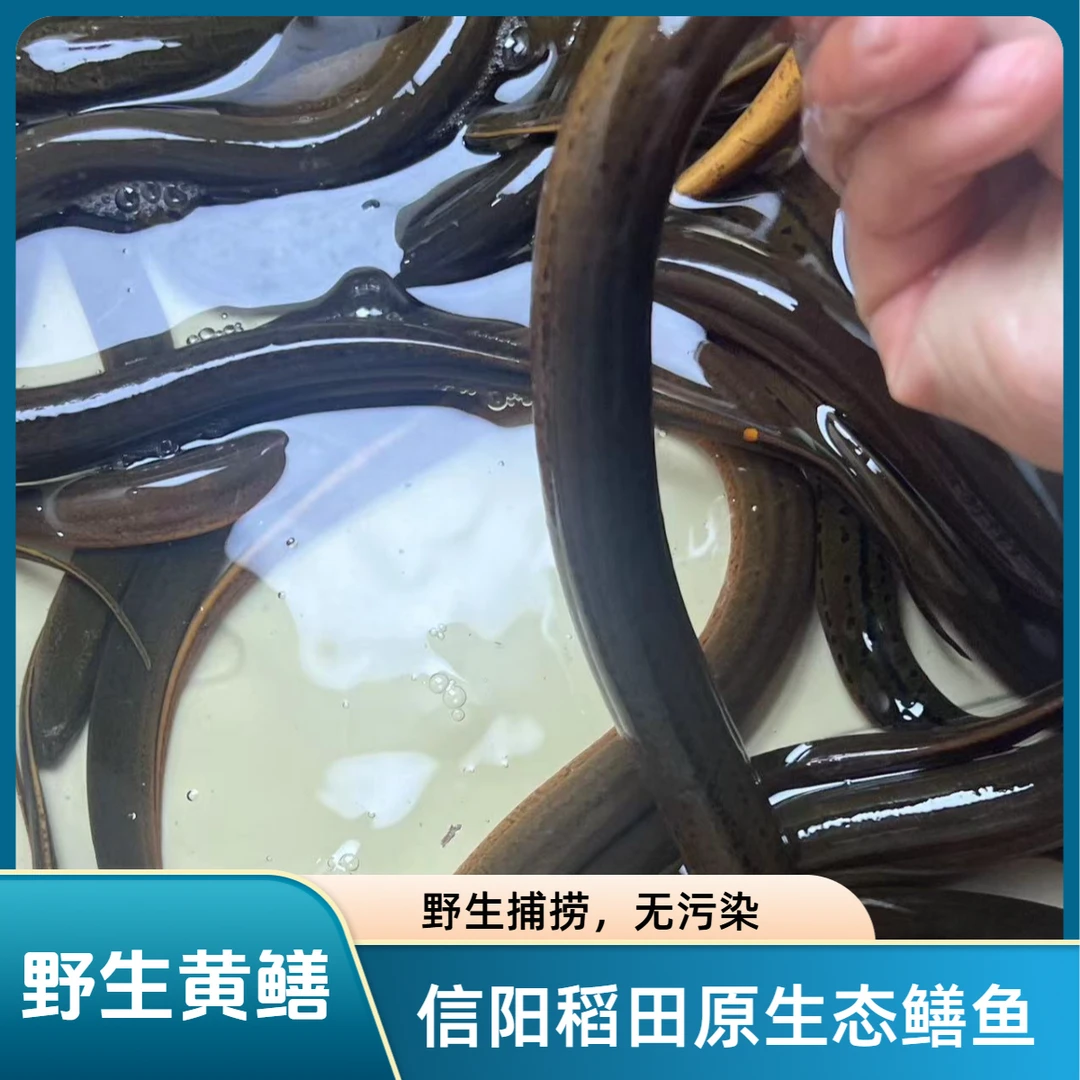 5至7两鲜活野生大黄鳝稻田原生态鳝鱼网抓现发顺丰包邮包活