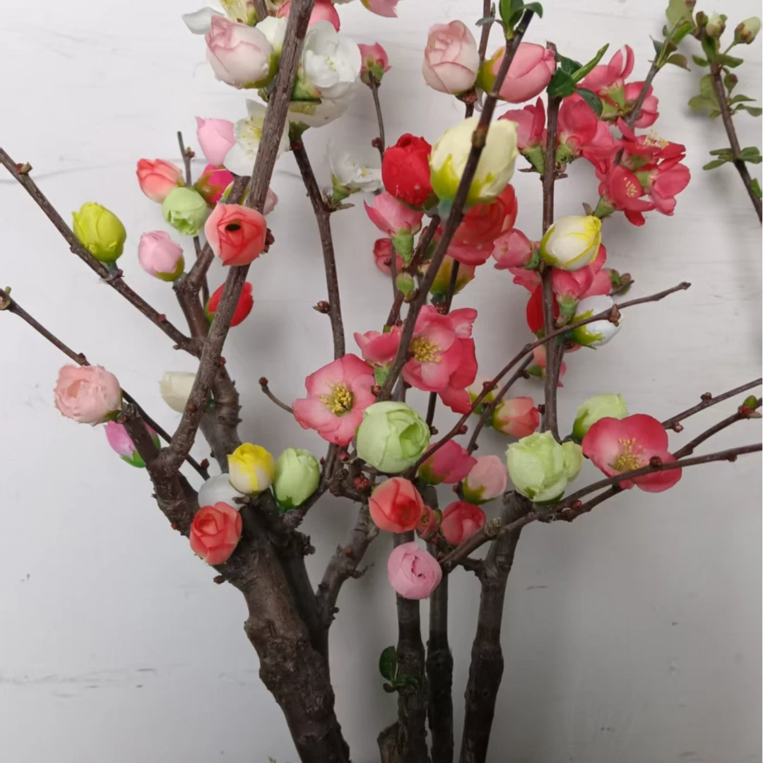 【复色】变色龙东阳景海棠耐寒耐旱耐高温