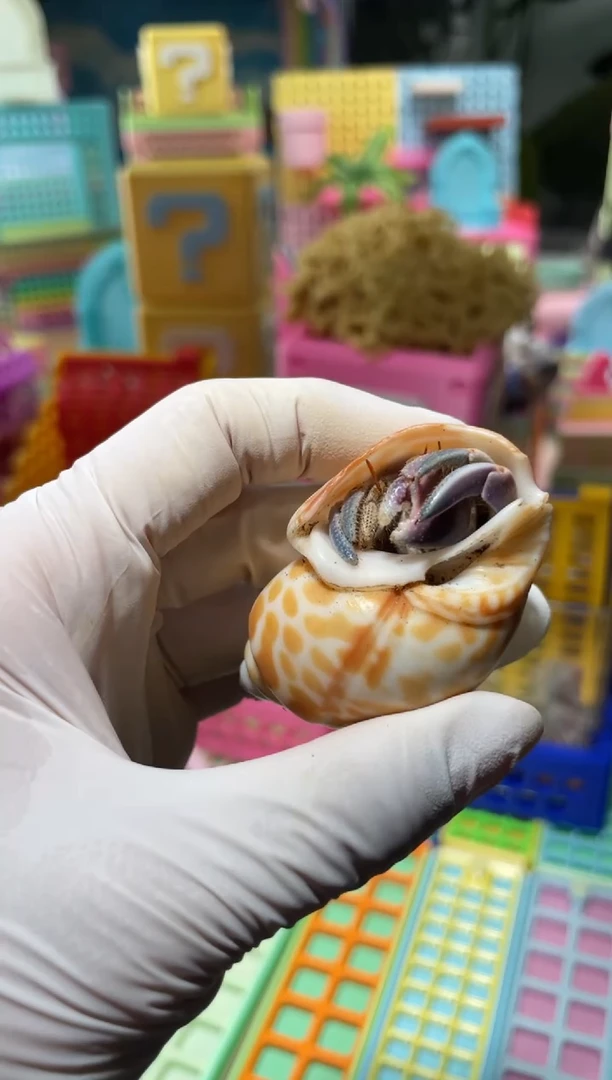 陌派有钳寄居蟹271