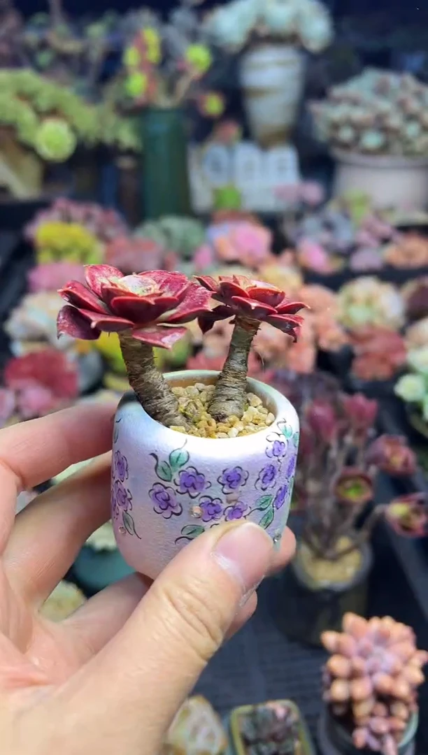 棒****！983                   不带盆