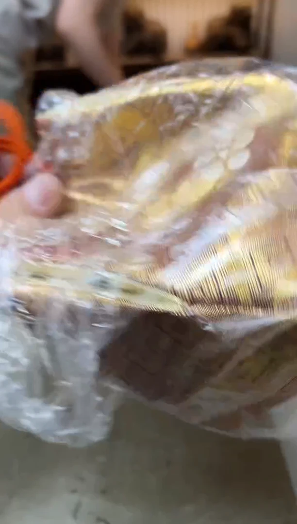 瓷片2054聚宝缘优品精选