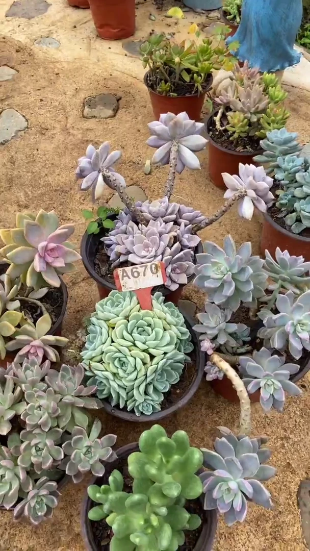 A670闪购清风花木兰多肉组合脱土发货