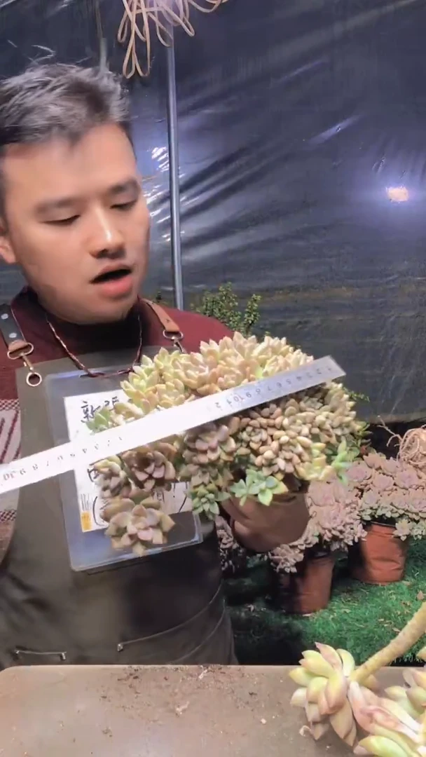 240淡雪缀化一物一拍