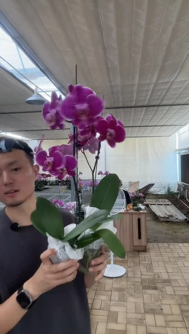 完全开放科尔马 两颗装