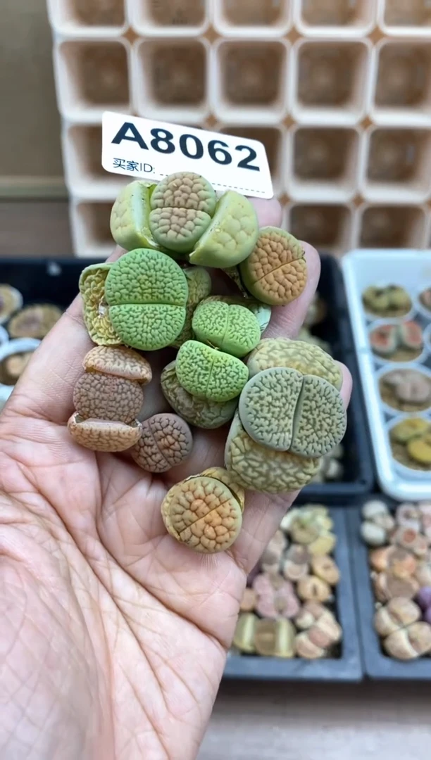 【闪购商品】8062直播一物一拍