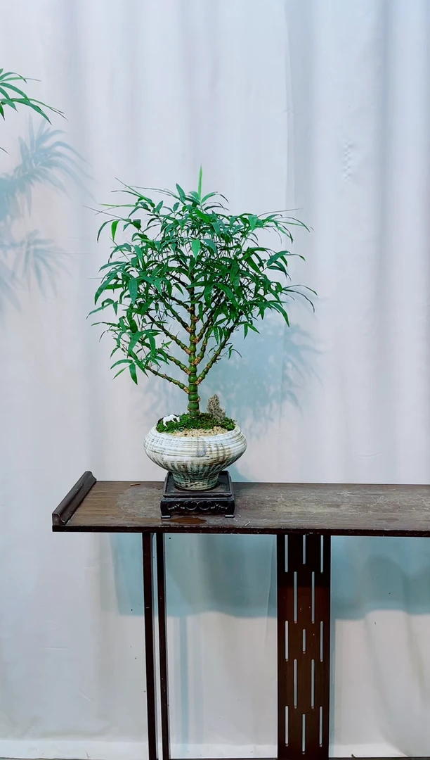 无花朵竹子盆景竹子盆景