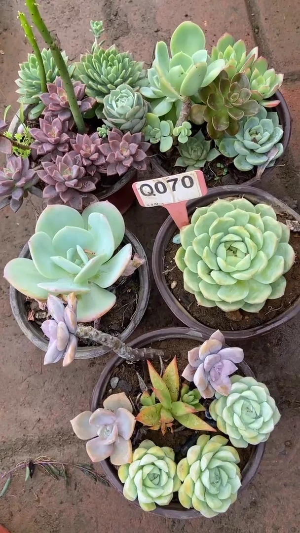 Q070多肉组合默认脱土发货