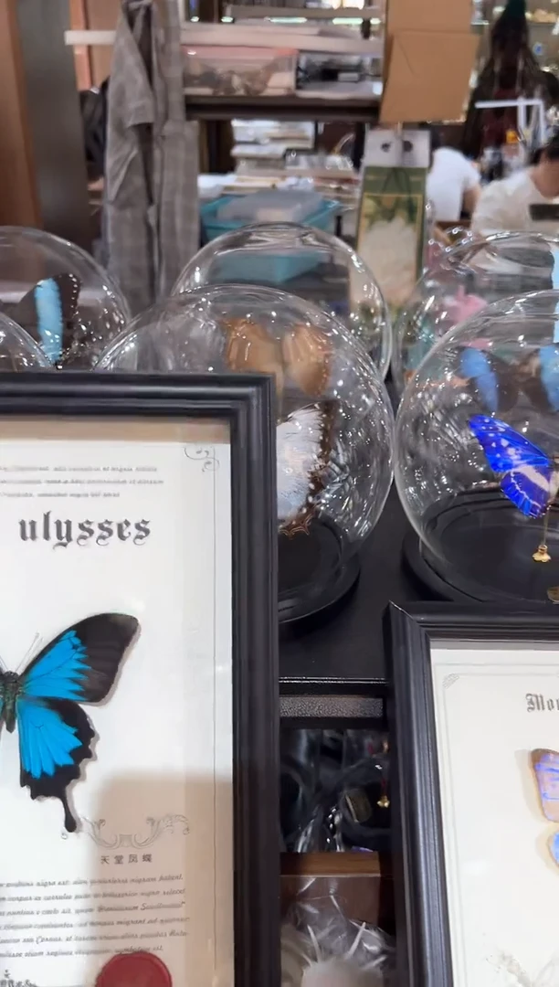 小*浩蝴蝶标本摆件k148