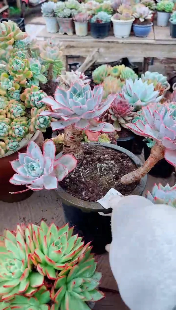 毛*虫多肉植物一物一拍08150