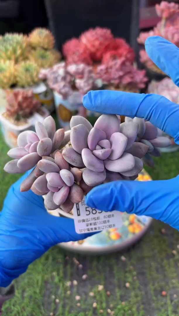 昆明印象多肉5836