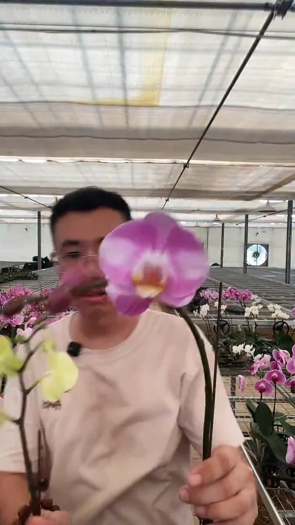 完全开放芳美明星1棵