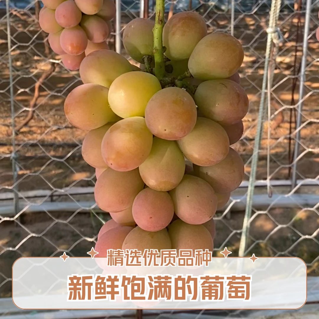 妮娜皇后葡萄万诚隆超市自营农场生产