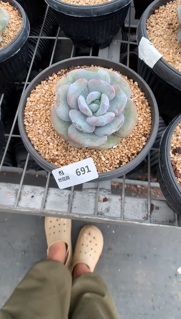 691奶茶一物一拍