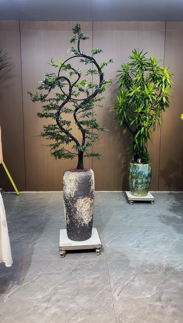 无花朵ゾ****ジ小叶紫檀