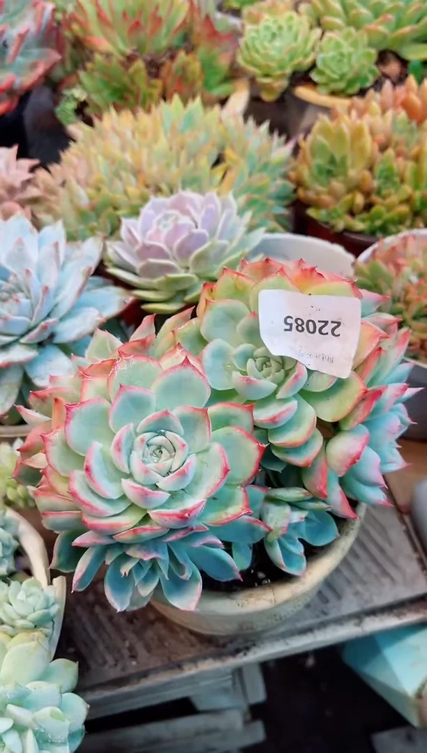 多*22085多肉植物一物一拍
