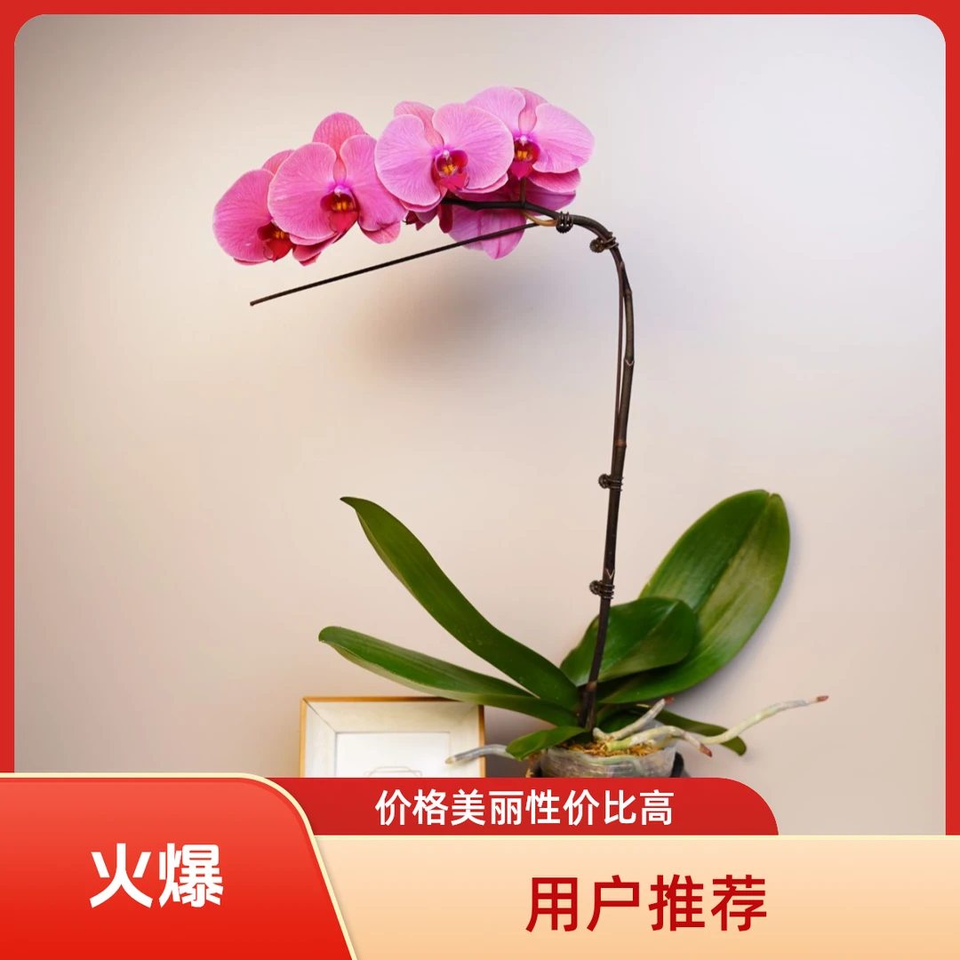 繁星里蝴蝶兰【砂糖橘】（3.5寸）全花开花珠发货