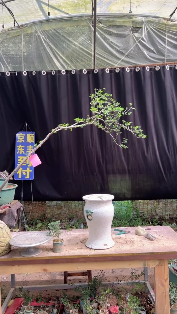 当前无花朵，栽培后可花朵民*海岛栀子花
