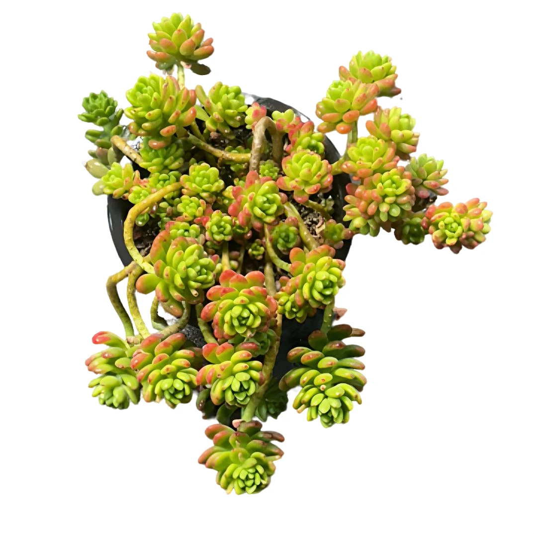 香格里拉（土球发货25-28cm）带香味多肉盆栽整桩群生圆叶