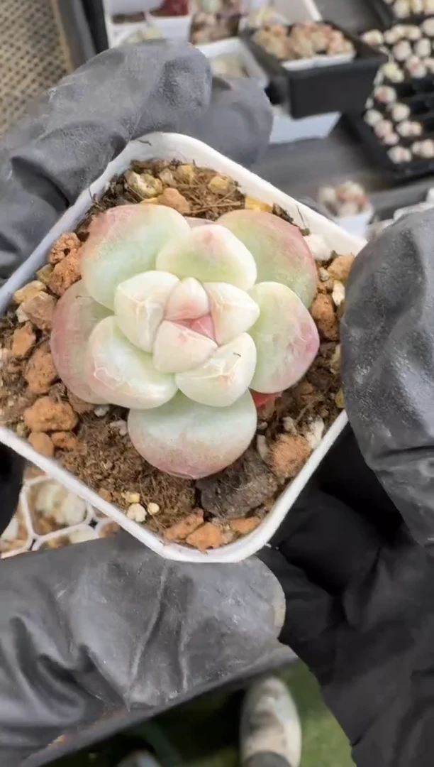 【闪购商品】04号到手4棵--江北一物一拍