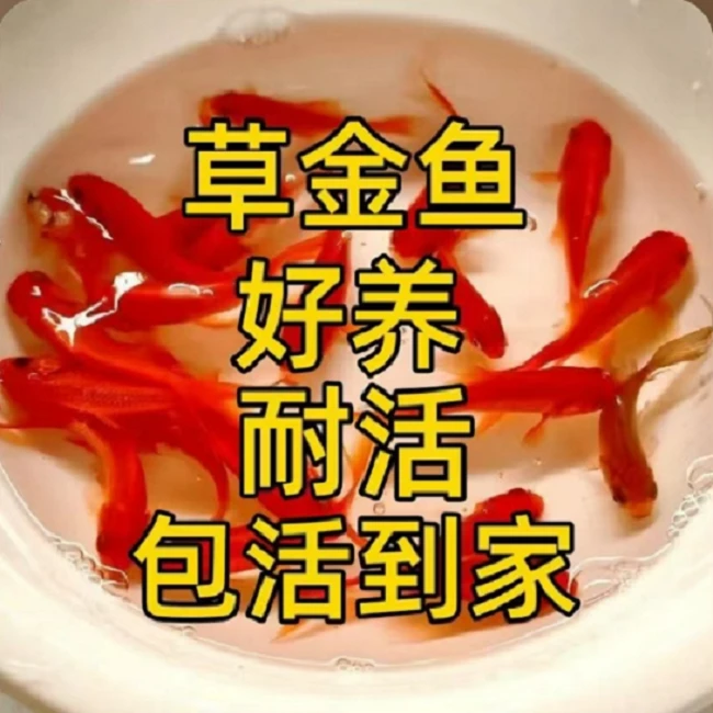 保底35条3-5厘米精品草金冷水鱼养殖观赏鱼淡水鱼新手好养耐活