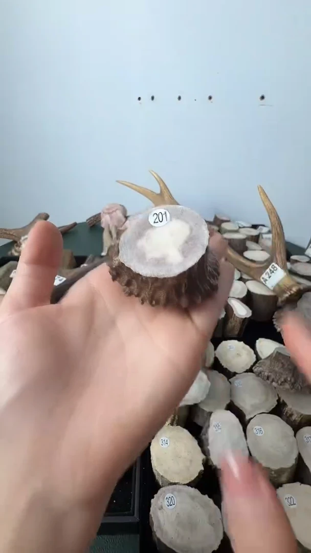 原皮鹿角雕刻料高密度