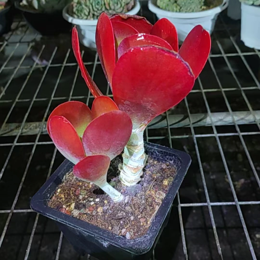 【新疆高品质多肉】唐印/老桩/极致状态/12cm塑料盆【一单包邮】