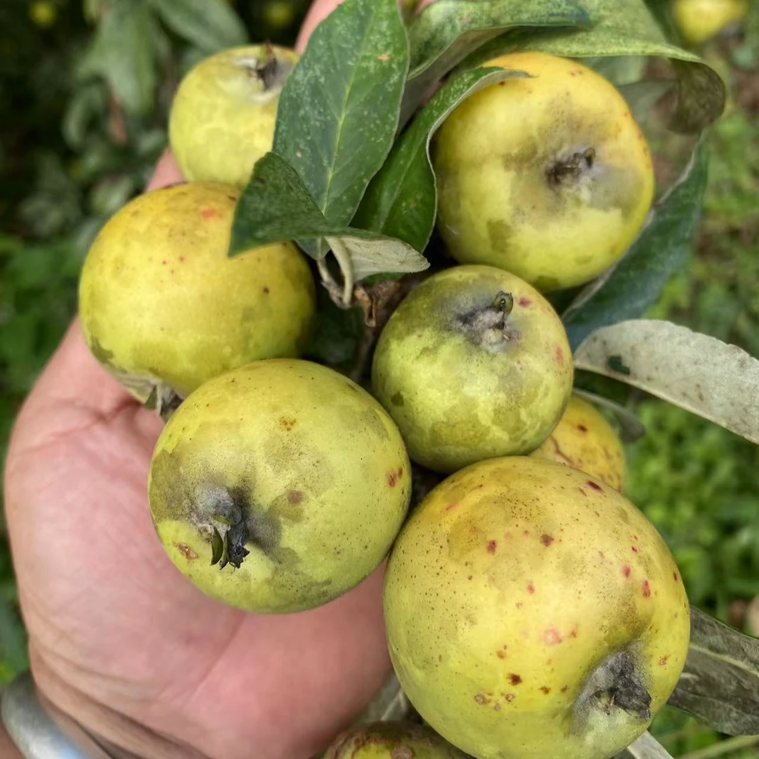 云南普洱酸爽黎明拇指酸哆依果1斤（送蘸料）