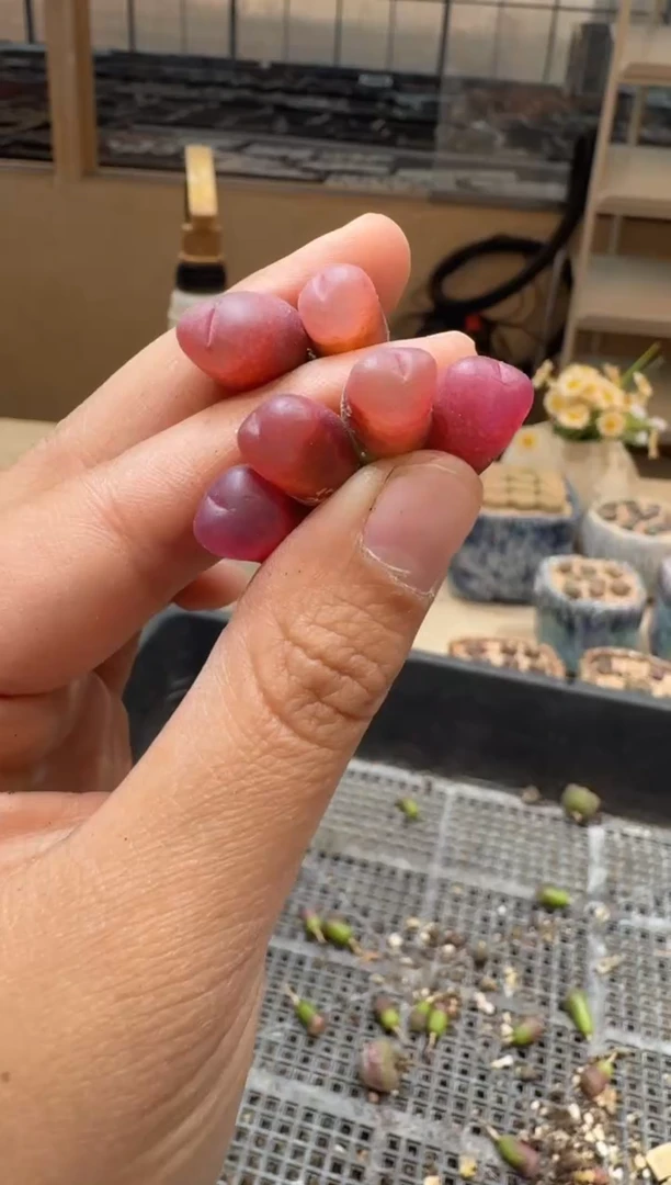 29-295多肉植物肉锥