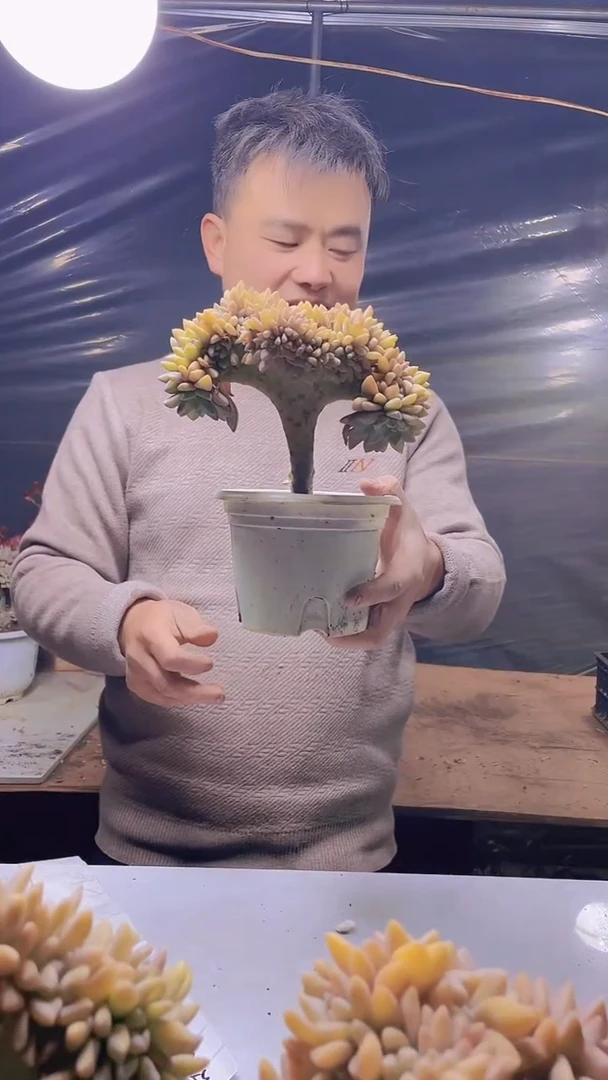 【闪购商品】缀化344