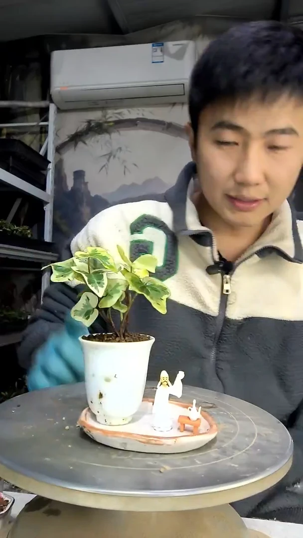 用****0中青园艺一物一拍花285