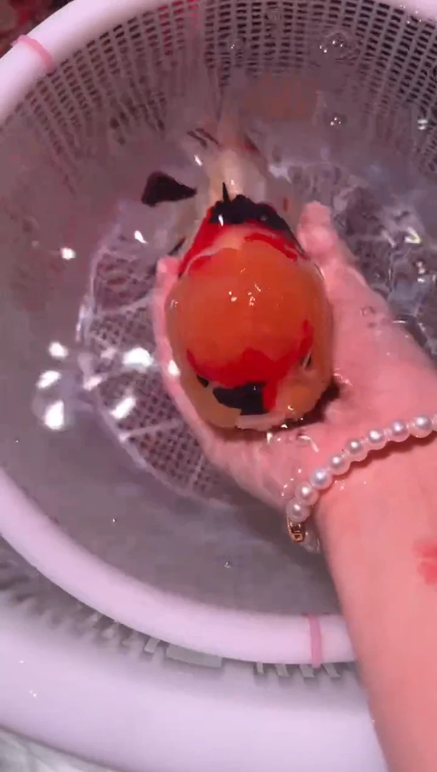 金鱼泰狮老虎一条