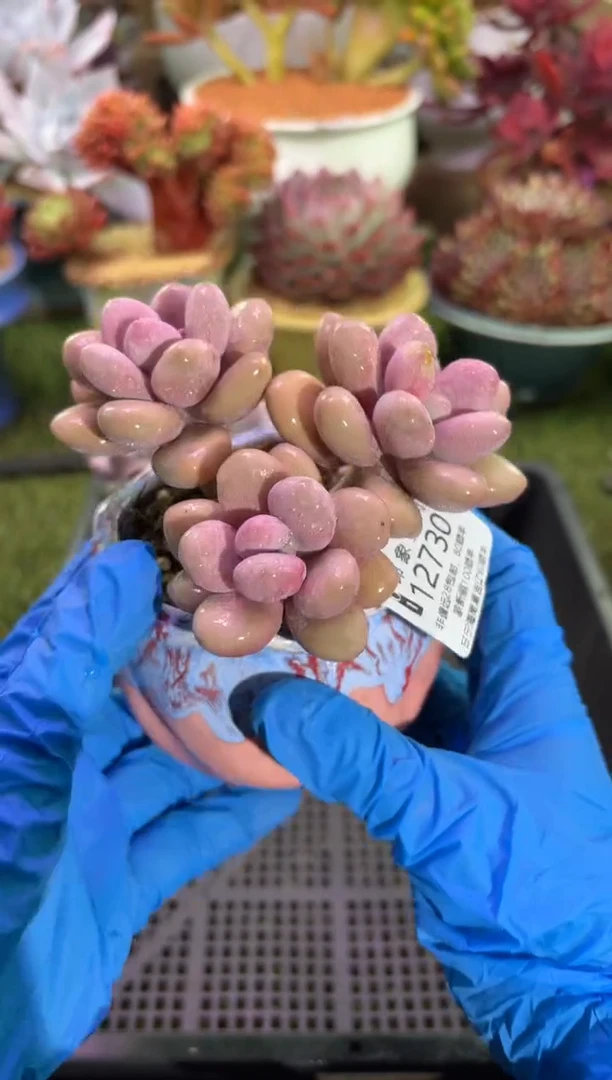 【闪购商品】12730